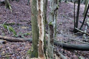 Pileated woodpecker signs
