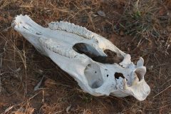Zebra skull, signs, black-backed jackal scat