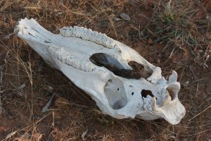 Zebra skull, signs, black-backed jackal scat