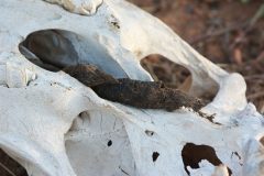 Zebra skull, signs, black-backed jackal scat