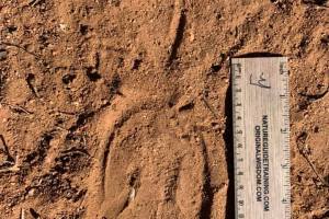 Zebra tracks