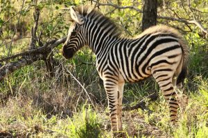 A zebra foal