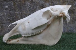 Zebra skull and mandible, signs