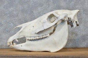 Zebra skull and mandible, signs