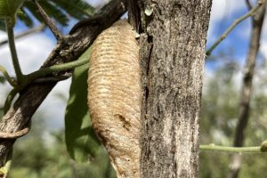 praying mantis ootheca, signs