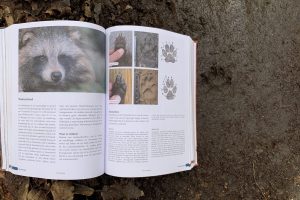 raccoon dog tracks