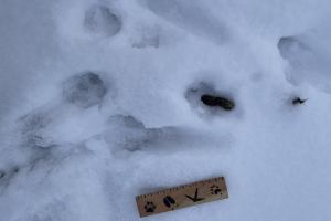 Red fox tracks and signs