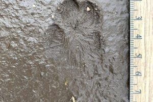 Red fox track