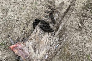 A pheasant wing marked with red fox scat,