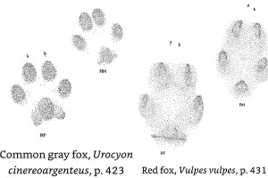 Red fox tracks, grey fox
