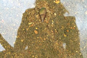snail trail