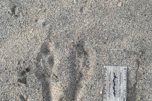 Springhare Tracks