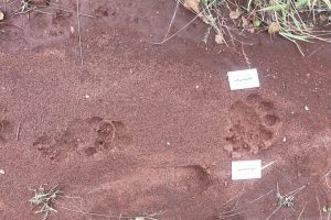 lion and hyena tracks