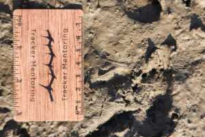 tortoise, terrapin, turtle tracks