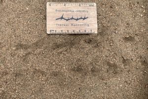 Tortoise Trail in soft sand