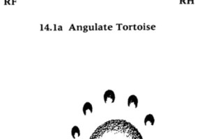 tortoise, terrapin, turtle tracks