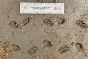 tortoise, terrapin, turtle tracks