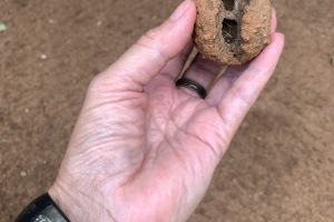 Delta wasp mud nest, Kruger region of South Africa