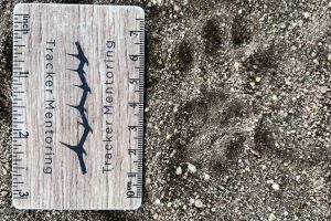 A vervet monkey hand (front track) from the Greater Kruger region of South Africa.