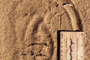 White rhinoceros tracks