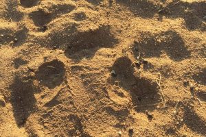 White rhinoceros tracks