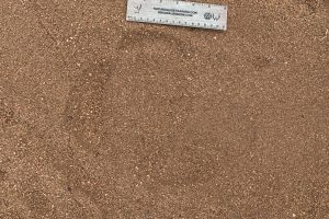 White rhinoceros tracks