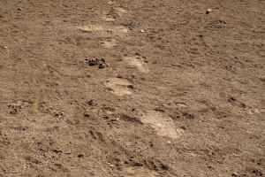White rhinoceros tracks