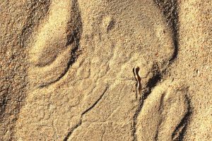 White rhinoceros tracks