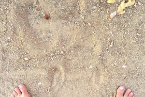 White rhinoceros tracks
