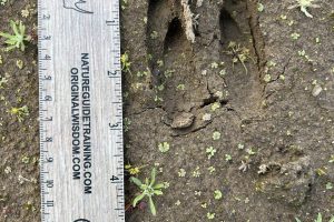 Whitetail deer track