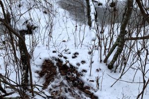 Whitetail deer tracks and signs