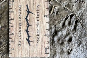 Groundhog or Woodchuck, tracking, tracks and signs, trailing