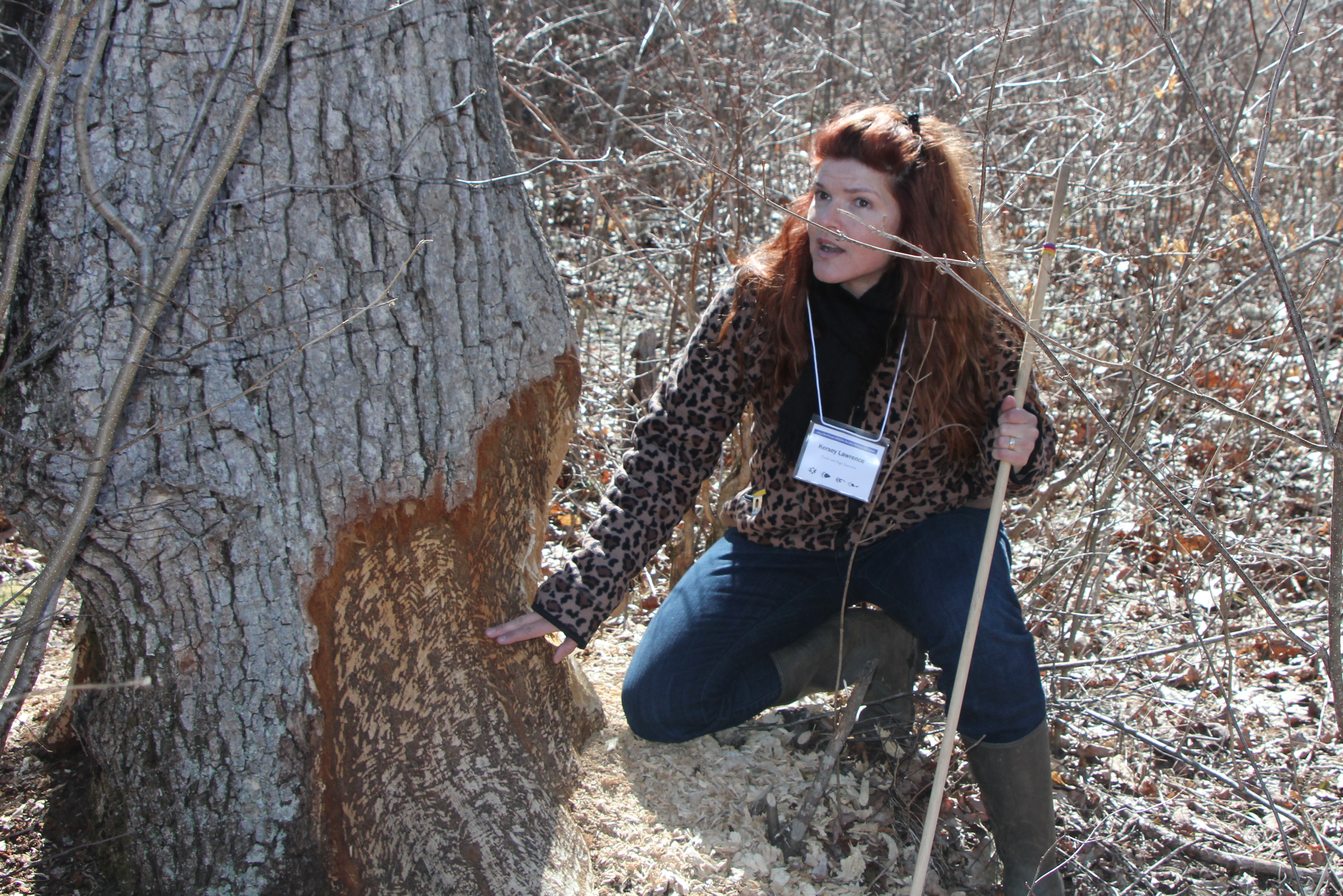 Kersey Lawrence, beaver tracks and sign, The Wildlife Society,