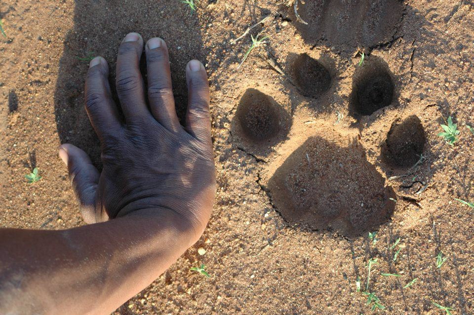 Huge lion track next to George's hand