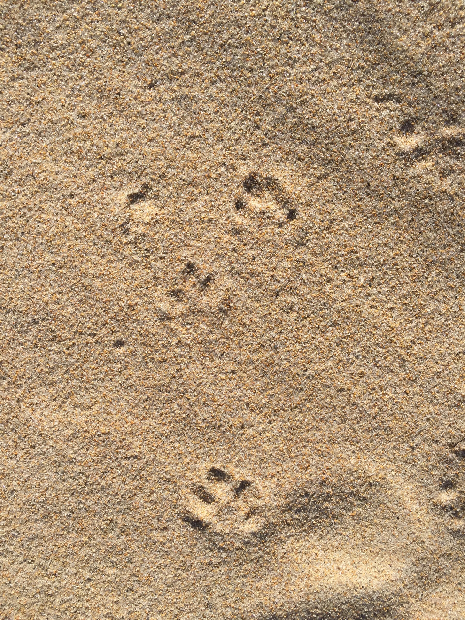 Eastern cottontail tracks, track pattern, New England, USA, North America, Kersey Lawrence