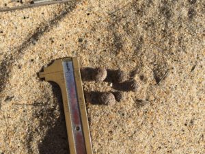 Eastern cottontail rabbit scat, New England, USA, North America, Kersey Lawrence