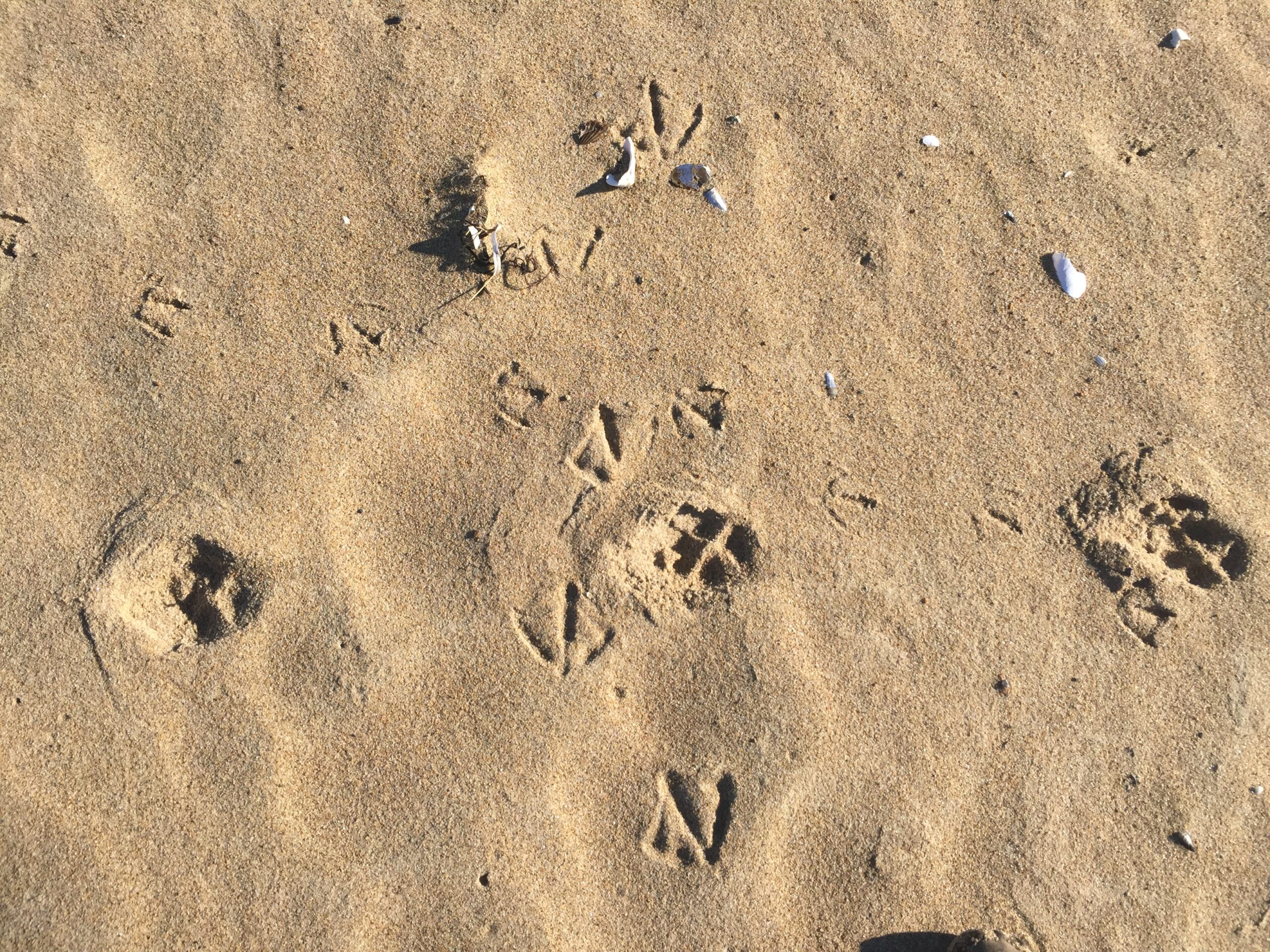 coyote, herring and ring-billed gull tracks, USA, Kersey Lawrence, mammal, omnivore, padded-foot, bird, aves, sea, webbed, palmate