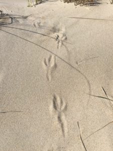 American crow tracks in snow, USA