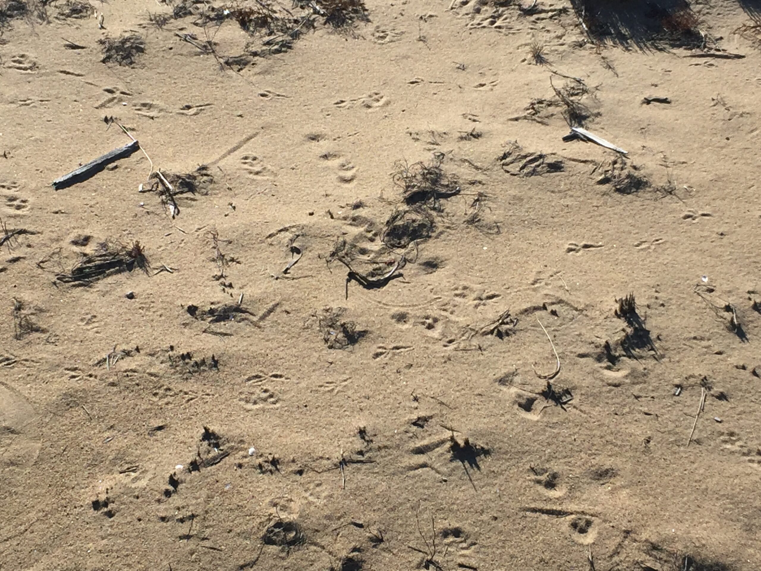 American crow amongst others, USA, Kersey Lawrence