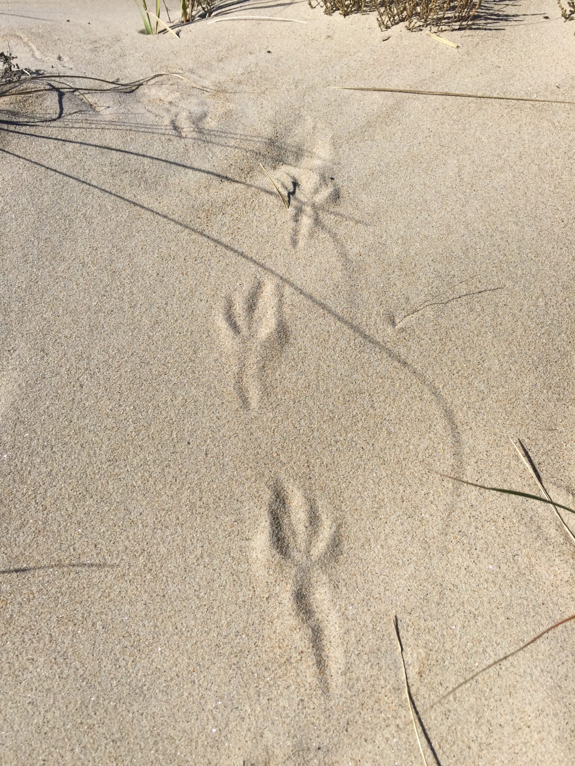 American crow tracks in snow, USA