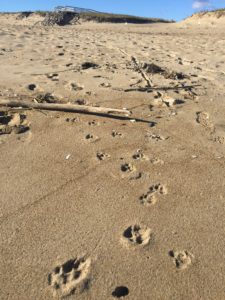 Dog tracks and stick drag, USA, Kersey Lawrence