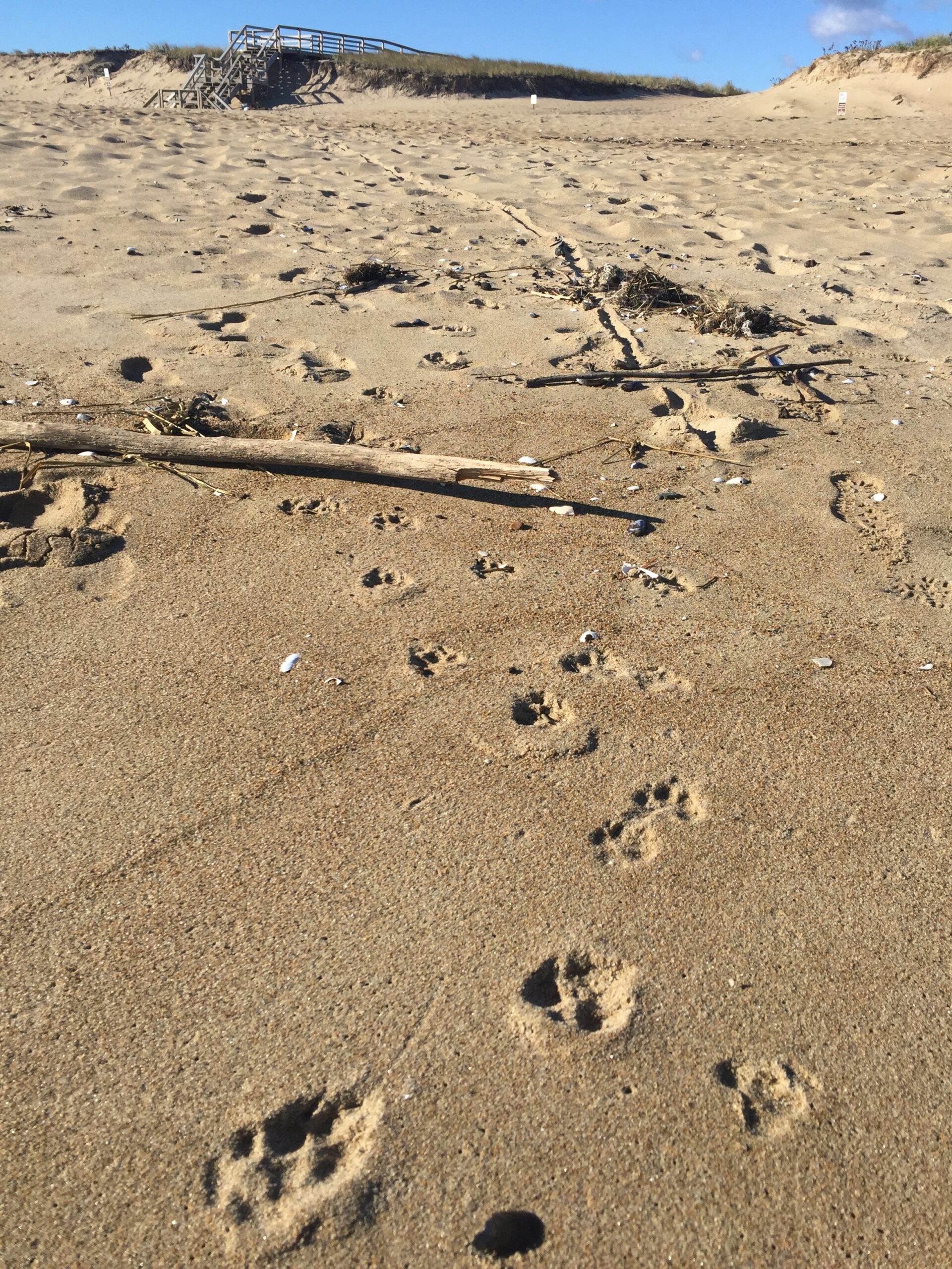Dog tracks and stick drag, USA, Kersey Lawrence