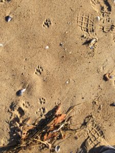 grey fox tracks and scat, close up, USA, Kersey Lawrence