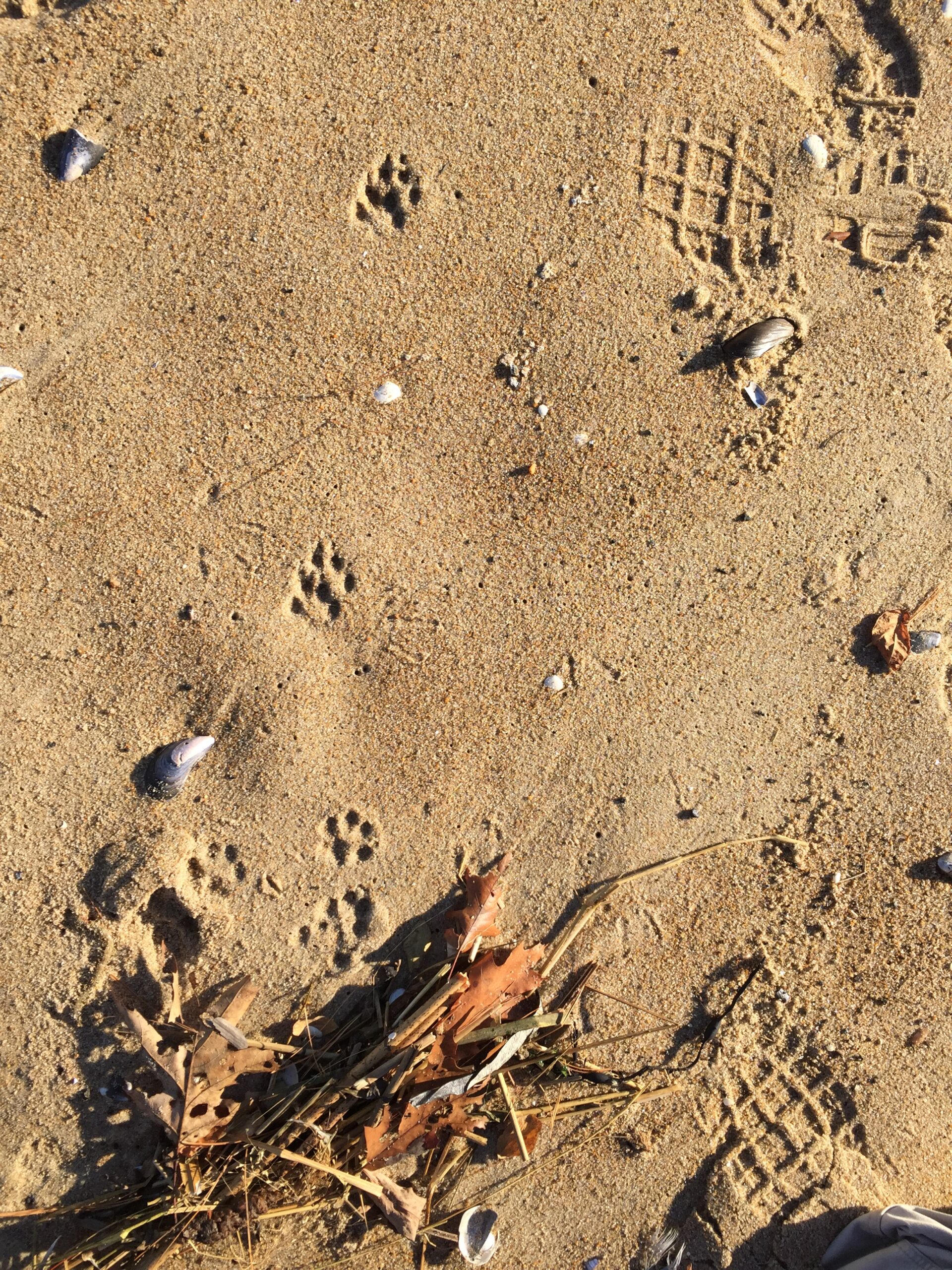 grey fox tracks and scat, close up, USA, Kersey Lawrence