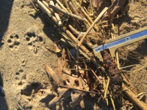 grey fox tracks and scat, close up, USA, Kersey Lawrence