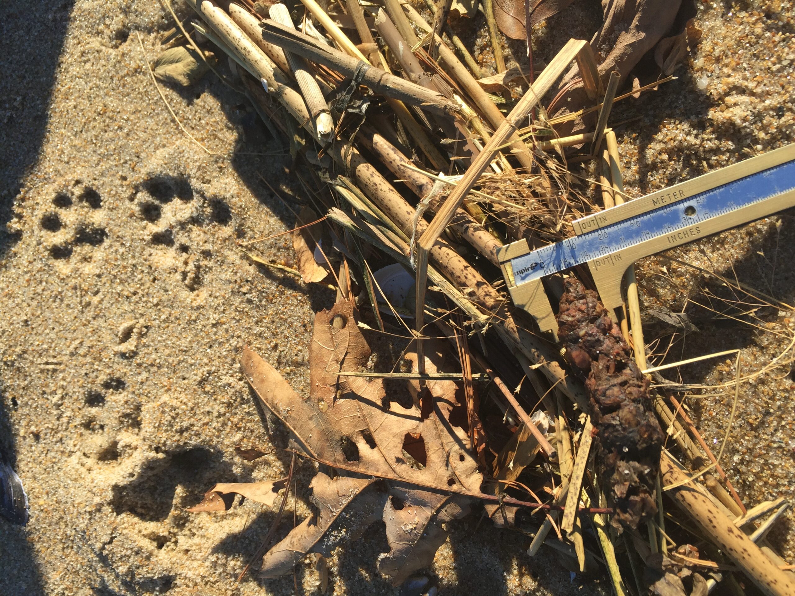 grey fox tracks and scat, close up, USA, Kersey Lawrence