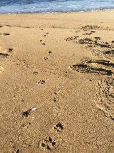 grey fox trail, USA, Kersey Lawrence