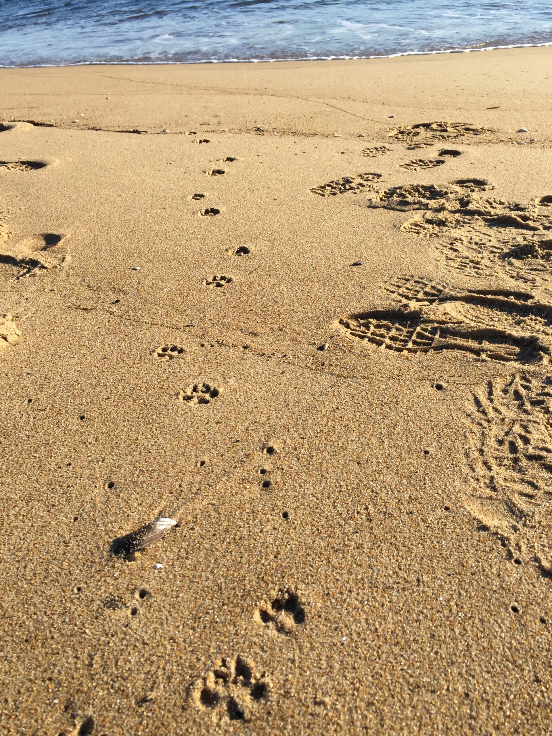 grey fox trail, USA, Kersey Lawrence