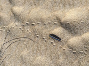 Voles trotting on a beach, New England, USA, North America, Kersey Lawrence, rodent, mammal, padded-foot