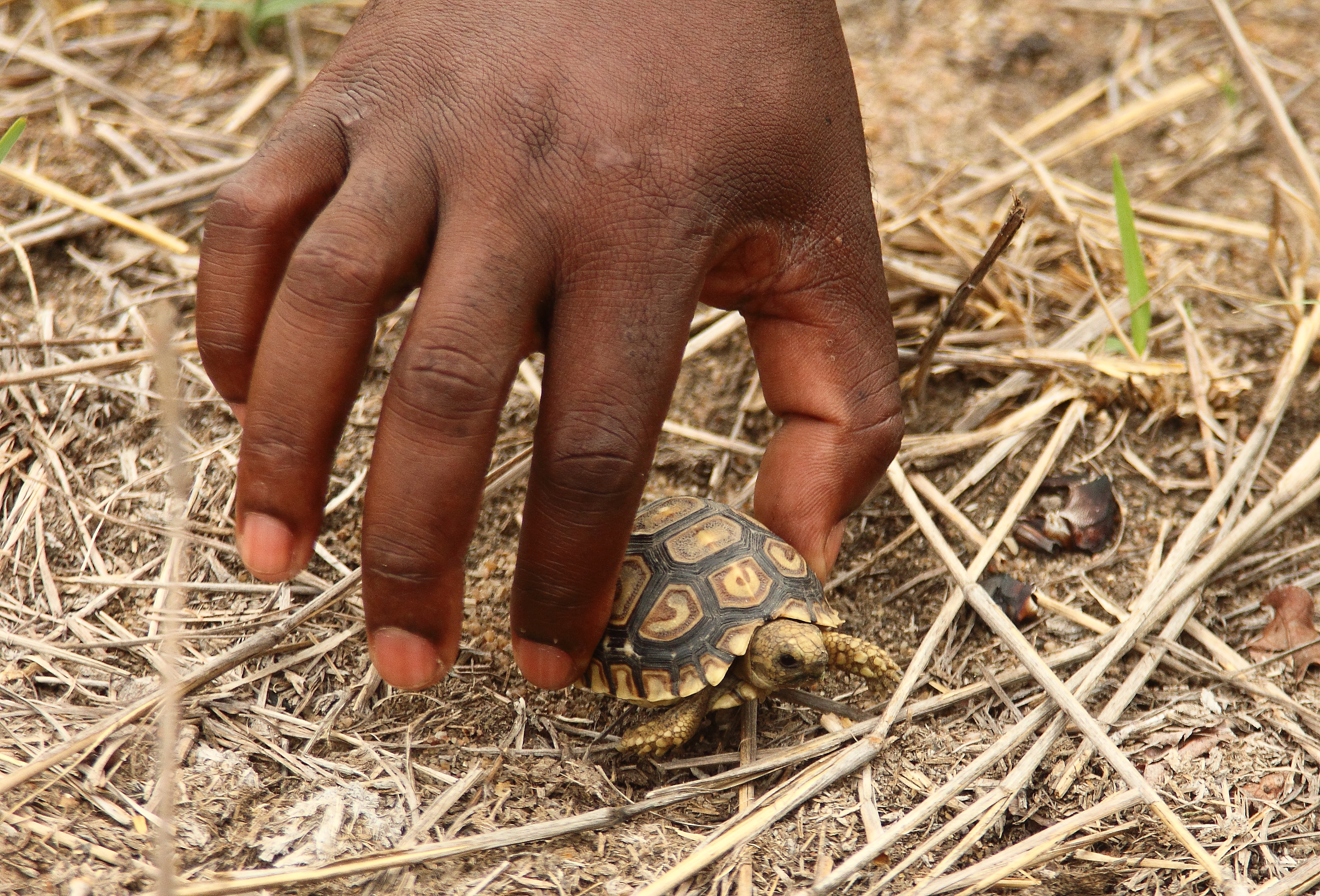 baby leopard tortoise